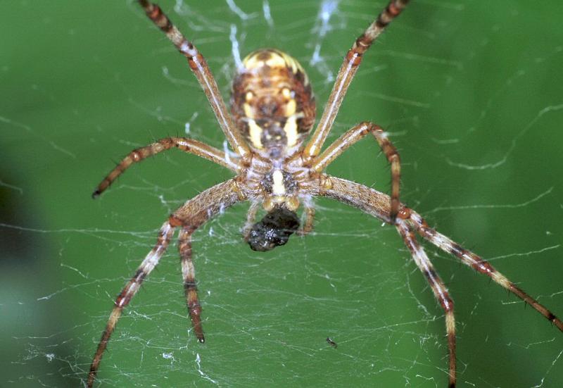 Argiope_bruennichi_F2220_Z_81_Les Gris_Frankrijk.jpg